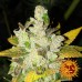 Laughing Buddha - Barney's Farm